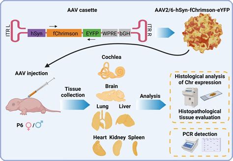 optogenetics aav